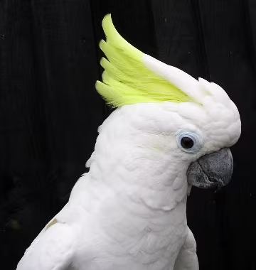 Sulphur-crested Cockatoo